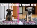 Tea (BORDER TERRIER PUPPY) Growing up - from 8 weeks to 12 weeks 🐾 の動画、YouTube動画。