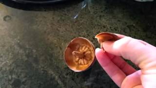 Where are the seeds in a pinecone