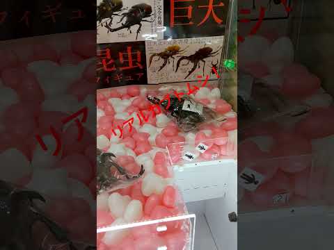 デカブトムシ 初めて袋入りのカブトムシとりました