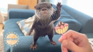 カワウソ コタロー　チョコレートに引き寄せられる　Kotaro the Otter Gravitate Towards Chocolate