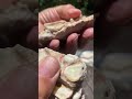 Desert Gems: Coober Pedy Opalized Shells