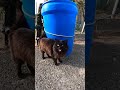 フワフワ黒猫