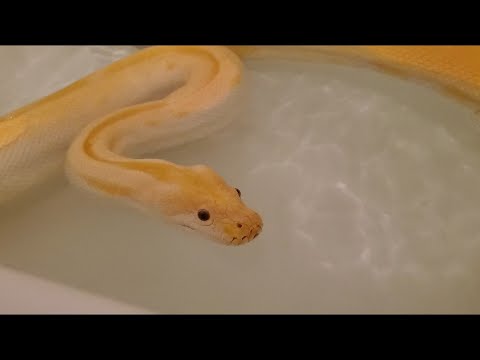 Rumps Takes a Bath