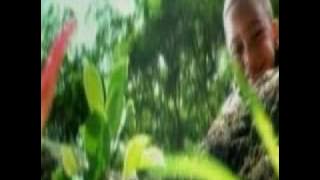 Sunshine- Coko
