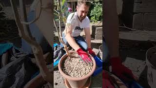 How to re-pot an Olive Tree