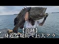 【高級魚】堤防で奇跡!魚拓にして皆で喰う