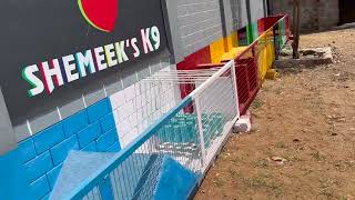 Shemeek K9 | India's No1 Working Line Dogs | Best Trained Dogs Kennel Coimbatore by SPOTLIGHT தமிழ் 422 views 3 weeks ago 17 minutes