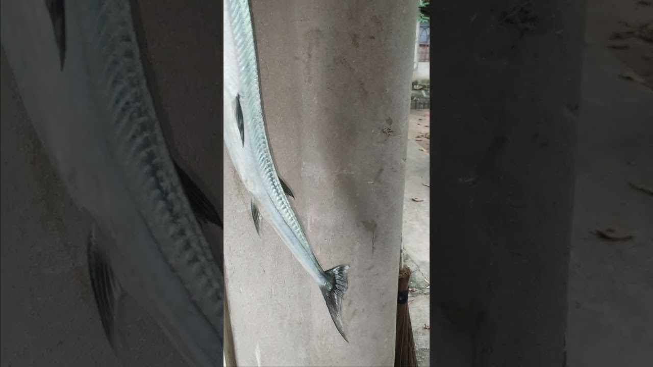 EFFECTIVE FISHING FOR NEEDLE FISH AT HABAGAT SEASON DURING MONSOON BREAK 