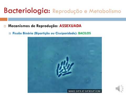 Vídeo: Toda A Verdade Sobre O Metabolismo - Visão Alternativa