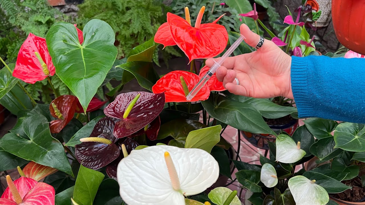 Una medida y los Anturios se llenan de Flor 😍