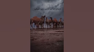 فسبحان الله حين تمسون.. تلاوة عطرة