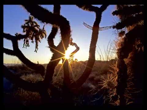 Jeff Pine-Desert in Bloom.wmv