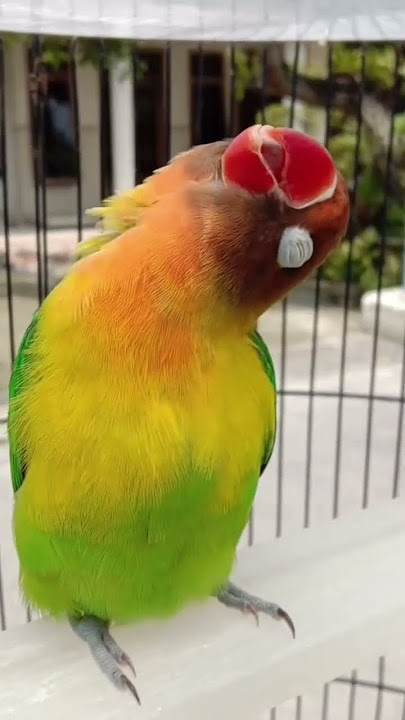 Lovebird Konslet