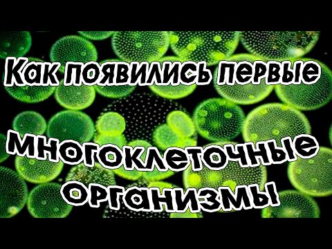 Как появились первые многоклеточные организмы ?