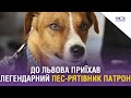 До Львова приїхав легендарний пес-рятівник Патрон. Відео