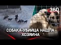 Альфа-самца отловили в Якутске. Гигантская собака терроризировала город, есть погибшие
