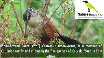 White browed Coucal (Centropus superciliosus)