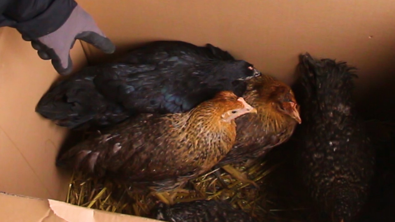 Mám nová kuřata (kuřice)