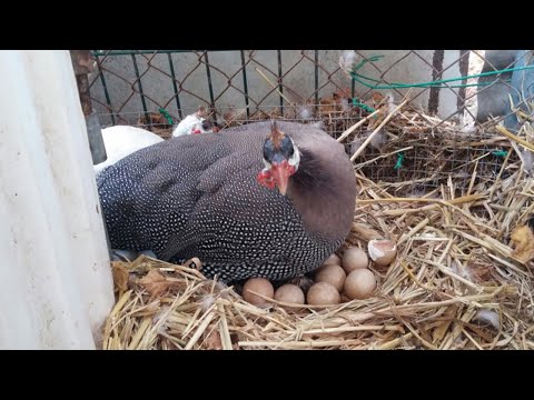 Video: Jelai Mutiara Dengan Ayam