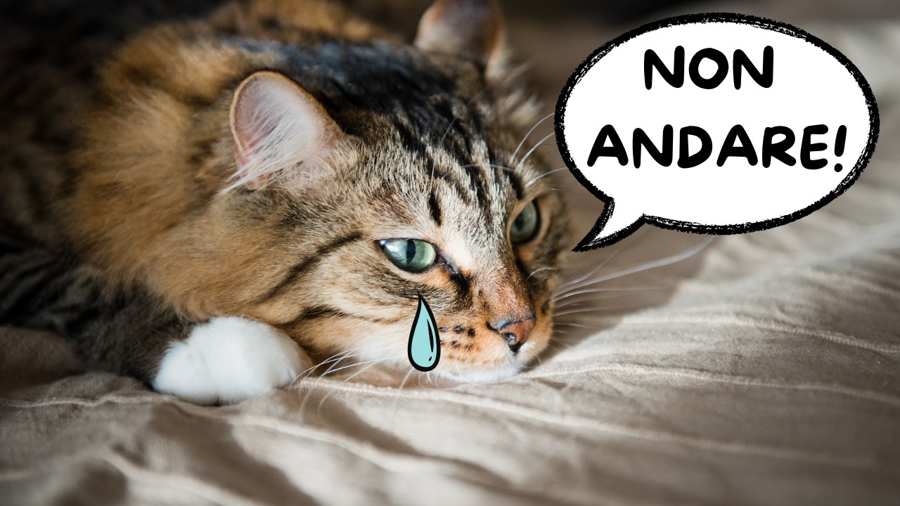 8 segnali che indicano che il tuo gatto è solo: non ignorarli mai!