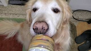 ASMR - Cute Dog Cleaning Out Empty Peanut Butter Jar - English Cream Golden Retriever screenshot 2