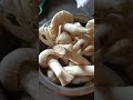 Mushrooms #natural mushrooms #shorts