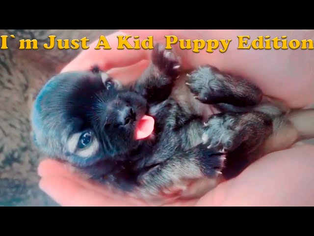 I'm Just a Kid Puppy Edition  Best Compilation Tik Tok 2021 class=