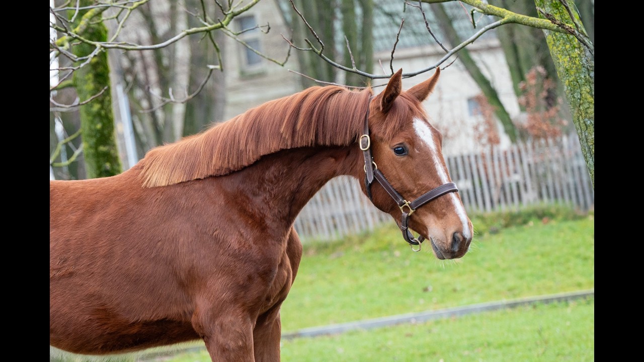 Zangersheider Mare 2 years 15,2 hh in GROTE-BROGEL