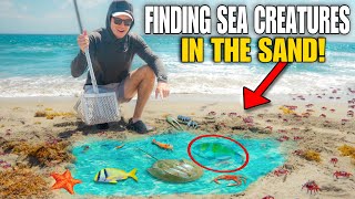 Finding SEA CREATURES In Beach SAND For My Native SALTWATER POND!! (exotic blue parrot fish)