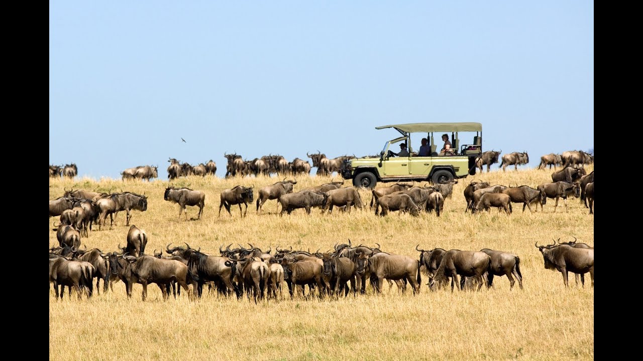 Niarra Travel  The Great Wildebeest Migration FAQ