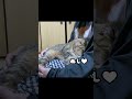 抱っこが好きすぎる元野良猫を下ろした瞬間がおもしろい #元野良猫 #野良猫