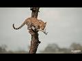 Rosettes above, giants below - SafariLIVE Sunset - 25 June 2026