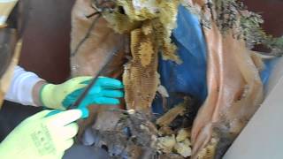 Moving bees in hive by Bushkata Bu 84 views 9 years ago 21 seconds