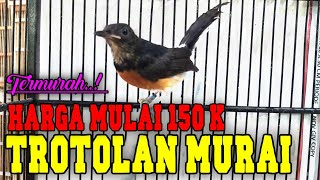 Download Lagu 𝙐𝙥𝙙𝙖𝙩𝙚 𝙩𝙚𝙧𝙗𝙖𝙧𝙪 𝙢𝙪𝙧𝙖𝙞 𝙩𝙧𝙤𝙩𝙤𝙡𝙖𝙣 𝙥𝙞𝙡𝙞𝙝𝙖𝙣 𝙙𝙞 𝘼𝘿𝙀 𝘽𝙄𝙍𝘿 𝙎𝙃𝙊𝙋 𝙅𝘼𝙆𝘼𝙍𝙏𝘼 MP3