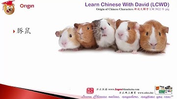 Origin of Chinese Characters 0845 猪豬 pig，hog，swine  - Learn Chinese with Flash Cards