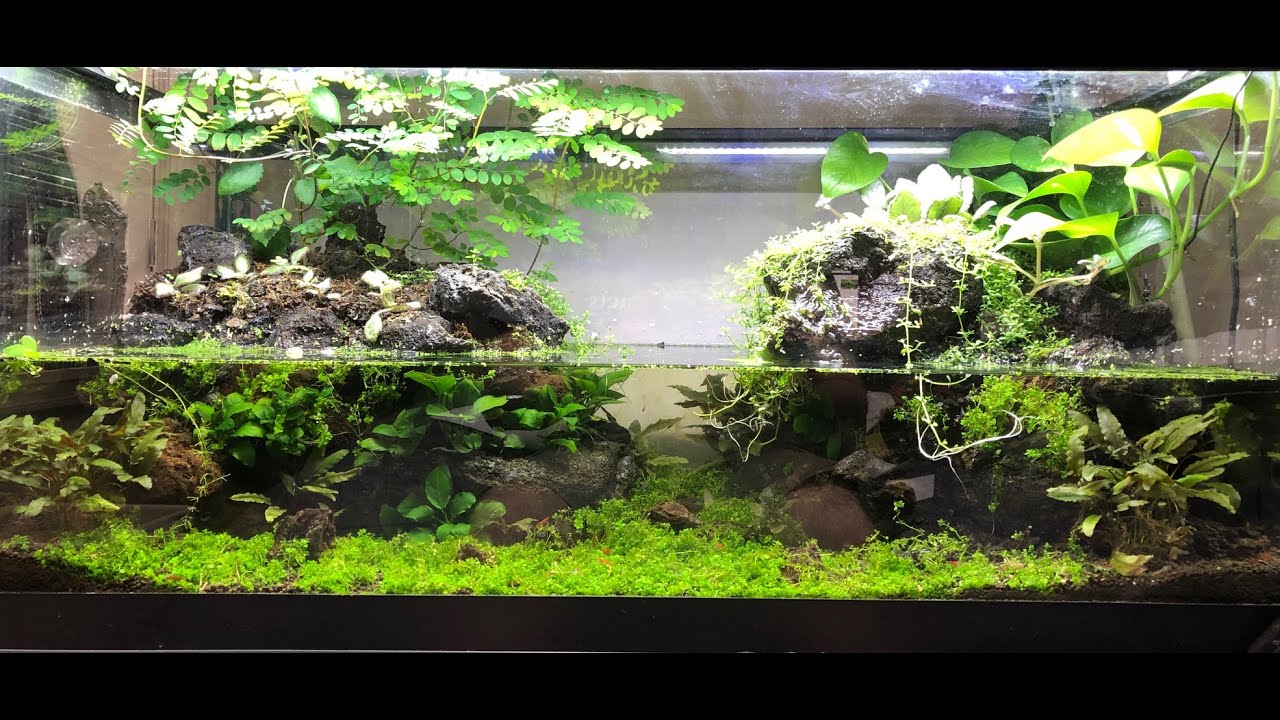How I Set Up My No Filter Freshwater Shrimp Paludarium (In depth)