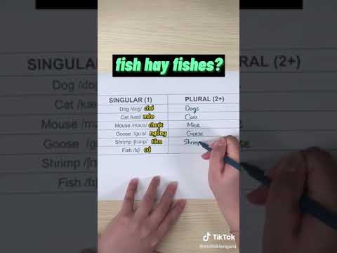 Số nhiều của fish có thêm s không #dcgr #education #learnontiktok #msthikienguru #tienganh