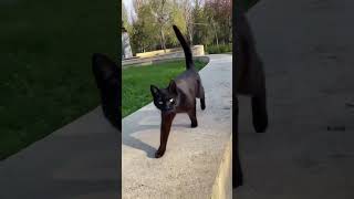 Russian Cat #russia #travel #cat #shortvideo #shorts #махачкала #дагестан #кот