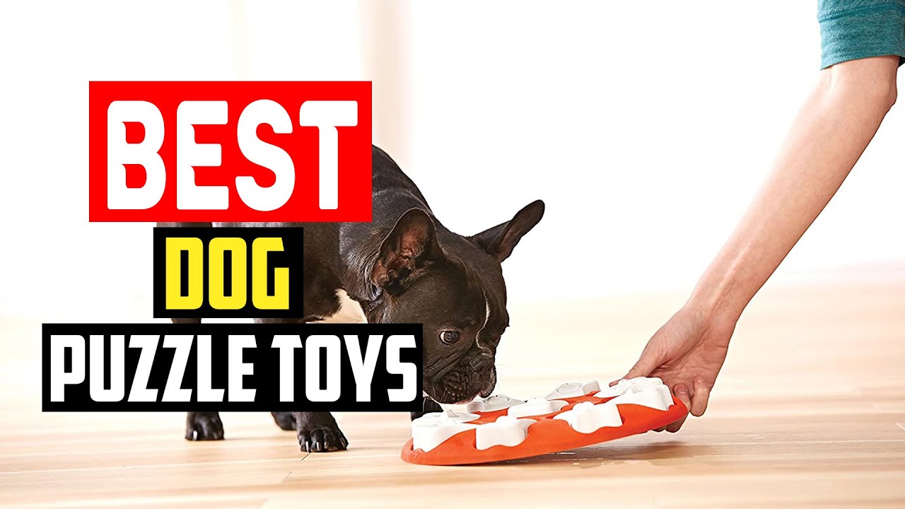 The 8 Best Dog Puzzle Toys in 2023