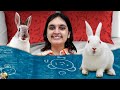 PIHU KE RABBITS | Types of Pet lover | Bunny House and its care | Aayu and Pihu Show