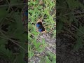 Бабочка Юнония орития (Junonia orithya)/Blue pansy/Нимфалида, Таиланд, декабрь