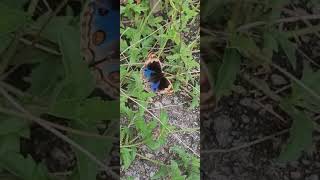 Бабочка Юнония орития (Junonia orithya)/Blue pansy/Нимфалида, Таиланд, декабрь