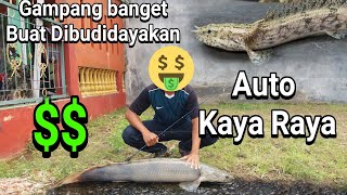 Download Lagu Budidaya Ikan Palmas Endlicheri di Aquarium MP3