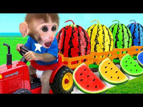 DuDu the Monkey watches a movie with a cute duckling and takes a rainbow grape bath
