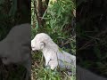 White lioness cub call for her mom /this program is made possible by the subscribers #cat