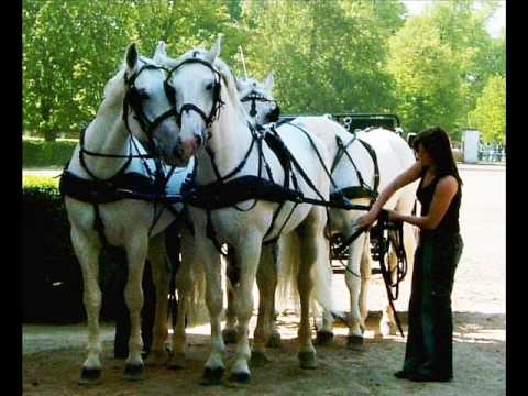 Vídeo: Kladruby Horse Breed Hypoallergenic, Health And Life Span