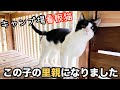 キャンプ場に住み着いた猫の里親になりました!