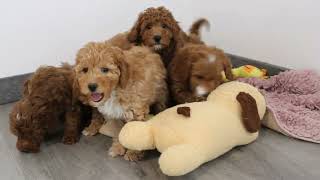 Blue Diamond Shyla Mini Goldendoodle Litter