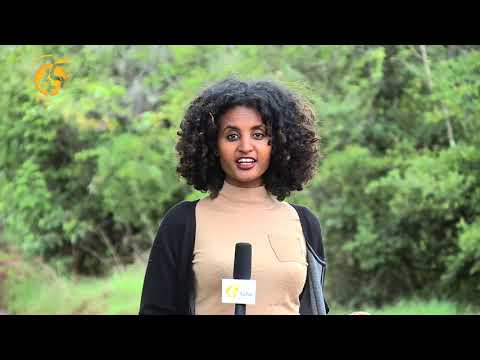 ቪዲዮ: የእንስሳት ህክምና ፈረሶችን በዱካው ለመጠበቅ በቂ እየሰራ ነውን?