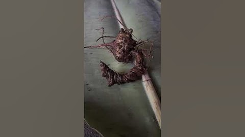 Hiếm lắm người dân mới tìm được Củ SÂM ĐEN rừng lai châu cực già đen kịt zá 2.7tr #sâm_lai_châu_rừng